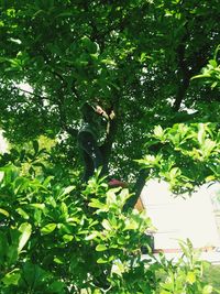 Low angle view of a tree