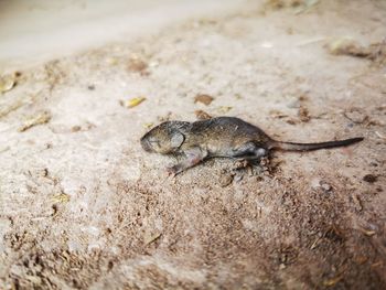 High angle view of lizard on field