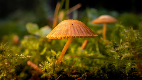 Close-up of mushroom growing on field