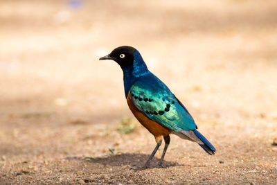 Close-up of a bird looking away