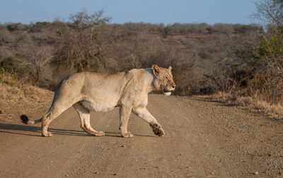 Side view of a cat on land