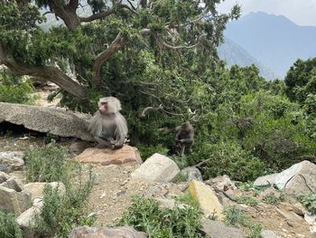 Monkey sitting on rock