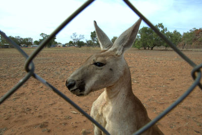 Close-up of giraffe standing on chainlink fence in zoo