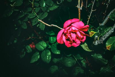 Close-up of pink flower blooming outdoors