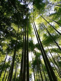 Low angle view of bamboo trees in forest