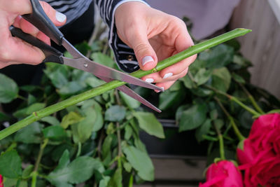 Florist arranging a bouquet from pink roses. close up florist working cutting roses stem