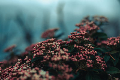 Close-up of flowering plant