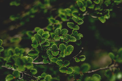 High angle view of plant