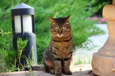 Portrait of cat sitting outdoors