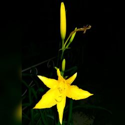 Close-up of yellow flower