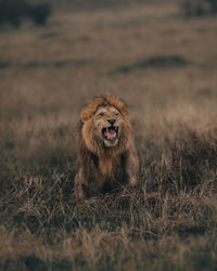 Rageing lion