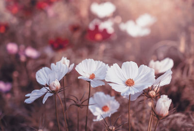 Close-up of white flowering plants