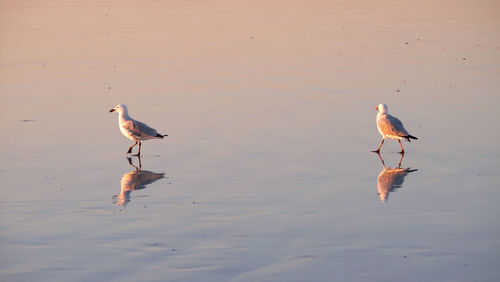 Bird on beach