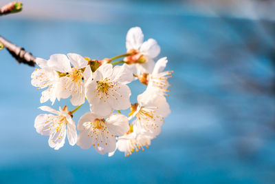 Close-up of white cherry blossoms