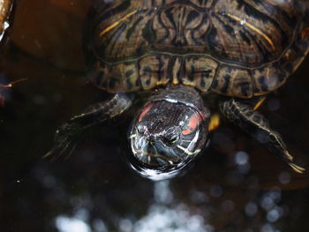 Close-up of turtle in water