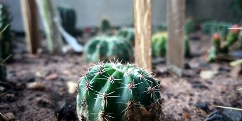 Close-up of cactus plant growing on field