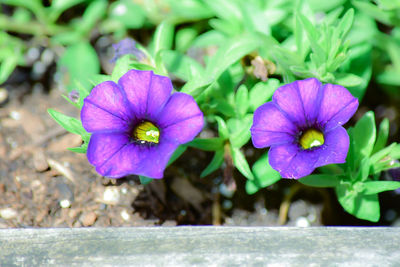 Close-up of purple flower