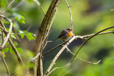 Bird perching on twig