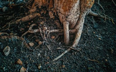 Full frame shot of tree trunk in forest