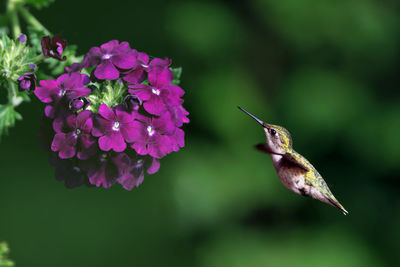 Ruby throated hummingbird and flower