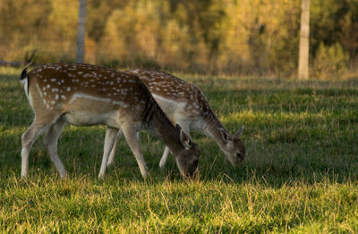 Side view of deer grazing on field