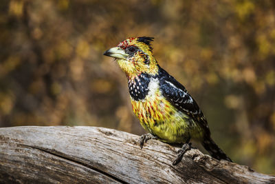 Close-up of a bird perching on wood