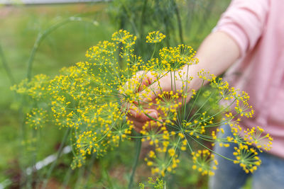 Close-up of hand holding yellow flowering plant