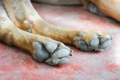 Close-up of a dog sleeping