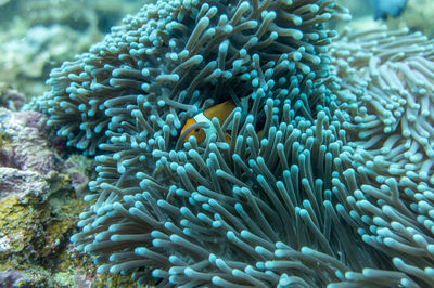 Clown fish in an anemone underwater