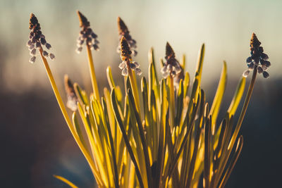 Hyaciths in warm light against a beautiful bokeh