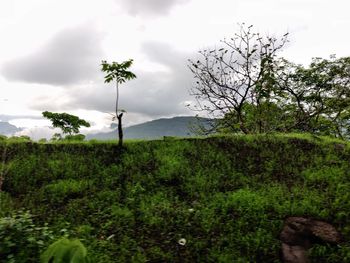 Plants growing on land against sky