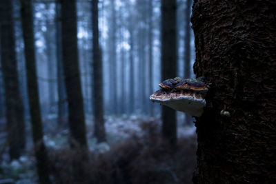 Close-up of lizard on tree trunk in forest