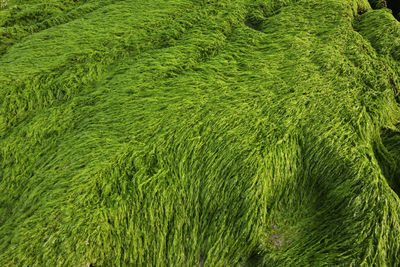 Full frame shot of corn field