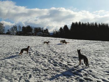 Dogs on snow covered field against sky