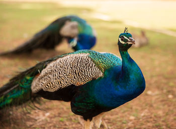 Close-up of a peacock