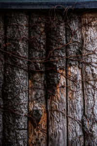 Full frame shot of tree trunk