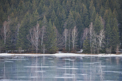 Trees on lakeshore in winter