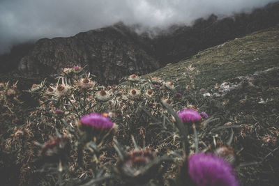 Purple flowering plants on field