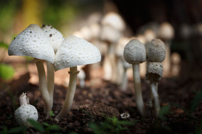 Close-up of fly agaric mushroom