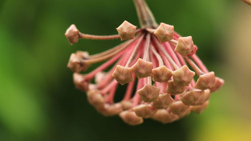 Close-up of flowers blooming outdoors