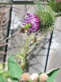 Close-up of insect on purple flowering plant