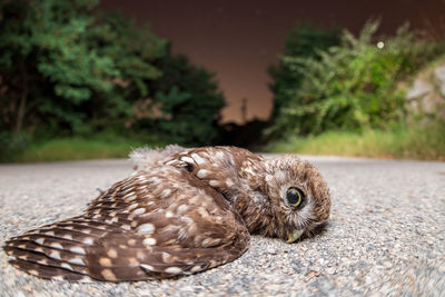 Close-up of a bird