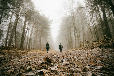 Rear view of men walking in forest