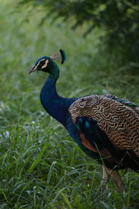 Close-up of a peacock