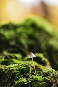 Close-up of mushroom growing on field