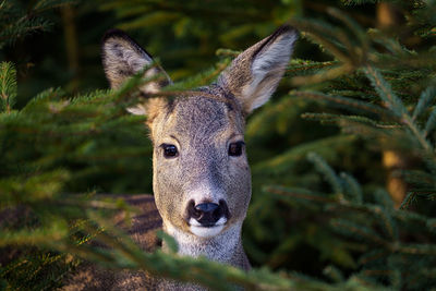 Close-up portrait of a deer