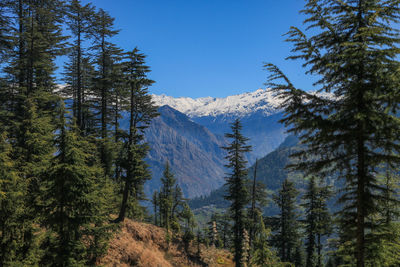 Panoramic view of pine trees against sky