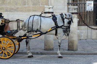 Horse looking back 