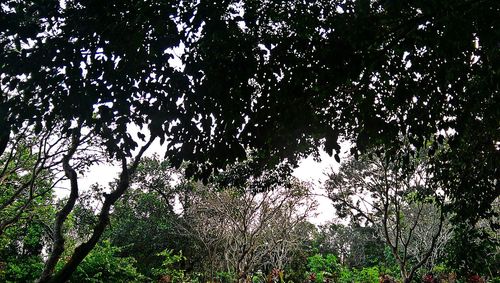 Low angle view of trees in forest