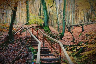 Road passing through forest